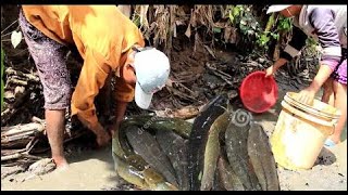 Net Fishing at pailin Province - Khmer Cast Net Fishing -Cambodia Traditional Fishing ( Part 59)