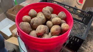 Harvesting, Curing and Storing Potatoes and Sweet Potatoes