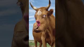 🐄🐄 cow funny #funnyvideo #funny #crazycow #ytviral #funnycow #comedy #cow #bull #animals #crazybull