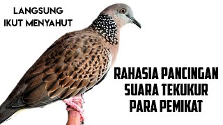 SUARA TEKUKUR GACOR, COCOK UNTUK PANCINGAN BURUNG MALAS