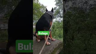 Bulaga #dog #doglover #youtubeshorts #viral