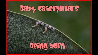 Baby Caterpillars hatching