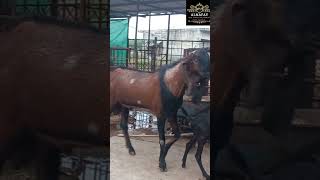 Goat Farming in Pakistan