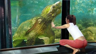 10 Turtles You Won't Believe Are Real!