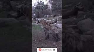 HYENAS are known to Eat Aluminum Pots and Pans according to Campers #shorts #trending #hyena #viral