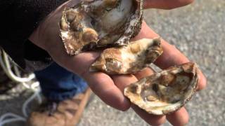 Cleaning the Chesapeake Bay: Oyster Restoration