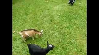 Adorable Baby Goat Love's To Jump