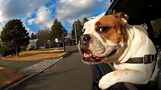 Funny dogs in car/смешные и милые собаки в машине