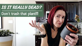 Is Your Plant REALLY Dead? | Don't throw away that plant!!!