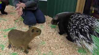 Debbie Doolittle's - Bowser the porcupine and the baby Capybaras 2