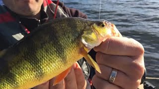 Last chance perch & walleye before freeze up