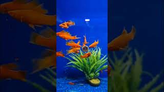 Green Swordtail Feeding #aquarium #fish #aquariumfish #viral #shorts #viralshorts