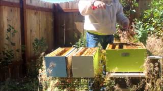 Beekeeping #3 Making a few nucs for new queens