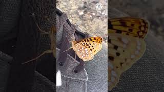 Butterfly on my shoe #shorts #butterfly #nature #naturelovers #amazing #filamvlog #wyominglife