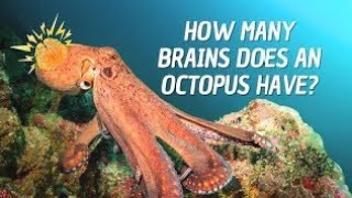 Weird 😰😱 & Strange facts about Octopus | Mind Blowing facts about Octopus