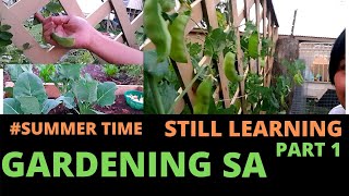 # SUMMER TIME GARDENING IN SOUTH AUSTRALIA STILL LEARNING  PART 1