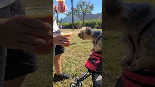 "Can i have some"!🤣 #puppy #yorkies #brewery #pumpkinbeer #viralshort #viralvideo