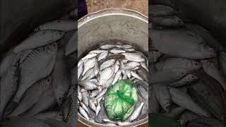 Real Life 100% Net Fishing In River At The Countryside.(Episode 77)