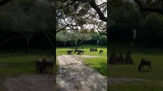 Animals on Kilimanjaro Safaris @ Disneys Animal Kingdom