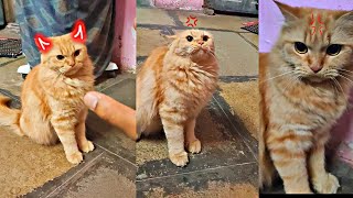 Playing with sweety ( Persion Cat ) 🤭🔥😀 Angry 😡