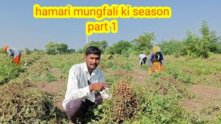 mungfali ki harvesting | how to harvest peanut    | hamari mungfali ki season | part 1 |