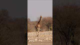 Giraffe in Etosha National Park, Namibia.