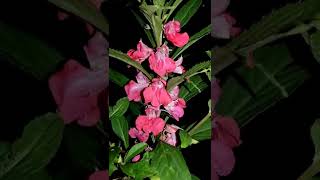 Beautiful Multi Coloured Balsam Flowers in my Garden #shorts #youtubeshorts