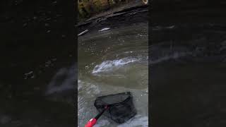 Bobber Down! Steelhead Battle! #steelhead #erie #fishing #shorts