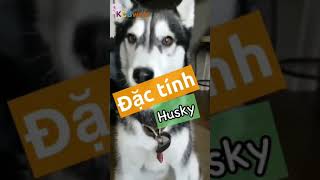 Đặc tính Husky ngáo