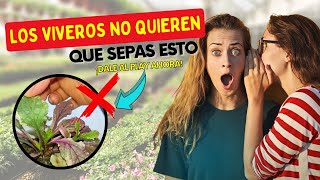 DESCUBRE LO QUE LOS VIVEROS NO QUIEREN QUE SEPAS: Consejos útiles para elegir la mejor planta 🌷