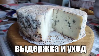 Уход и выдержка сыра с голубой плесенью