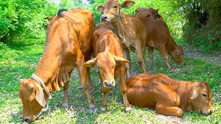 con bò tôm kiss - nhạc con bò - tôm kiss đi chăn bò - con bò ăn cỏ - bài hát con bò