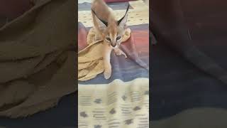 Каракатый Каракал 😂 смешная походка. #caracal #cat #cuteanimal #каракал #kitten #сервал #caracat