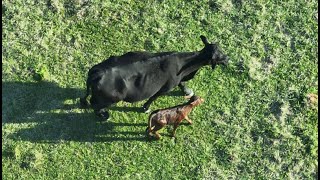 He's So Shiny!  How Old Is This Cow Calf? - DJI Mavic 3T Thermal