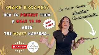 Why Snakes are the Ultimate Escape Artists, and How to Find a Lost Snake