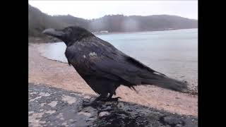 The Old Raven of Babbacombe Bay Dec 2018