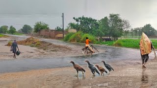 Rainy Day in Village Punjab Pakistan | Pakistan Village Life| Village Vlog