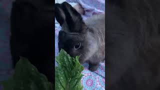 Bunny Eating Yummy Lettuce!!🐰🐰🐰