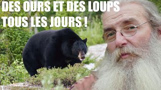 Les loups et les ours des rencontres coutumières à la Baie James