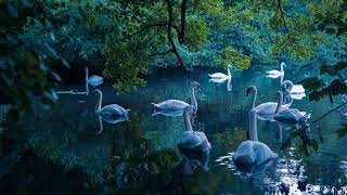 Midnight Swan Lake