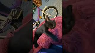 Спи моя радость усни…#колыбельные#котики#смешное видео#приколы#catvideo