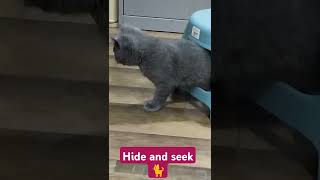 Cat playing hide and seek🐈 #animals #cat #viral #shorts