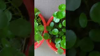 Penny wrot plant (Chinese money plant)