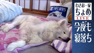 最初からずっと寝ている！ 08/07 わさお一家 ちょめ  長毛秋田犬 和みと癒やし おやすみ配信  #wasao_official