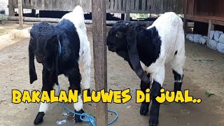 kambing kaligesing bakalan alusan dan paket Induk.dan Induk anak P.ettawa