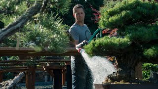 Spring Watering for Healthy Bonsai Trees