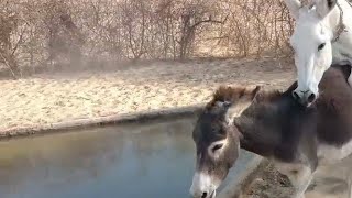 Black Donkey In Full Mood #donkey