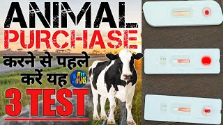 3 Important Test for COW & BUFFLOW || FMD, TB, BRUCELLOSIS || Vet Vlogs ||