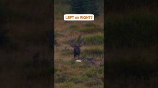 2 Big Bull Moose...Which are you taking & which are you letting your buddy take? #hunting #moose