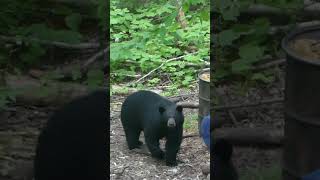 Big Ol’ Quebec Black Bear